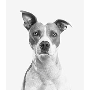 Canine health test  3 minutes at home health test Test for the presence of blood for pre symptomatic signs of many diseasesinjuries See image for a list   cucciolini doodles