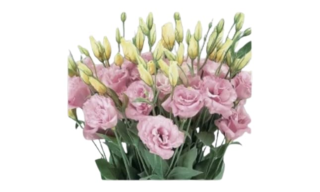 50 Lisianthus Eustoma Seeds Florida Pink Large Double Bloom Flowers Garden & Balcony Plants