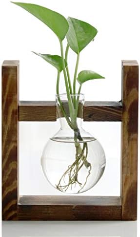 Ivolador Desktop Glass Bulb Plant Terrarium for Hydroponics Plants Home Garden Wedding Decor (Accessories)