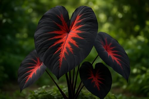 2 Black Stem Elephant Ears Bulbs t Grow - Stunning Black Stemmed Perennial Plant - Bulbs...
