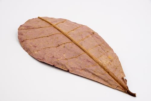 Image of Awesome Aquatic Betta Shrimp Leaves 30 4 inch-6 inch Premium Catappa Indian Almond Leaves Aquarium Fish Shrimp Betta Tanks Blackwater Habitat Health Color Natural Habitat Tannin Improves Immunity