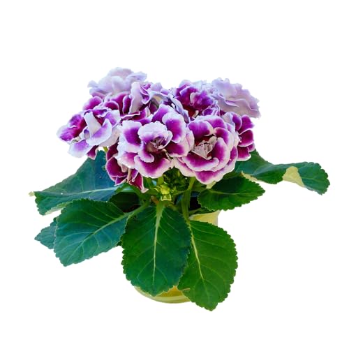Gloxinia Seeds, Heritage Garden additions, Traditional Landscape Designs, Classic Greenery Picks 150pcs