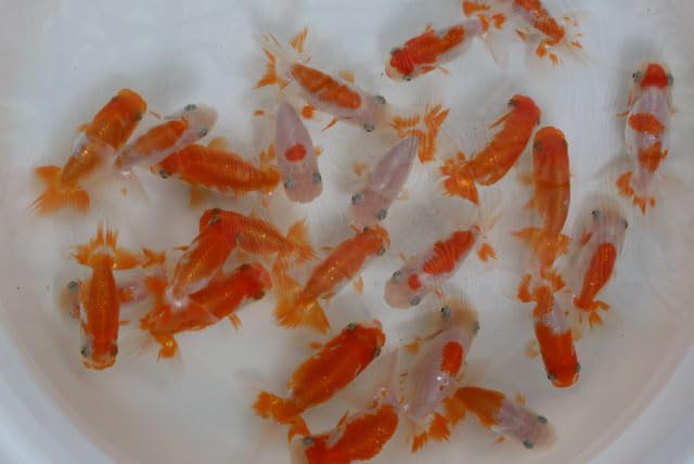 Amazon | ☆国産金魚1☆ 協会系らんちゅう 3匹セット 当才魚 全長約7 
