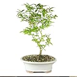 Brussel's Bonsai Live Dwarf Pomegranate Bonsai Tree - Large, 6 Year, 12 to 16 Inches Tall - Outdoor Live Bonsai Tree with Ceramic Bonsai Pot