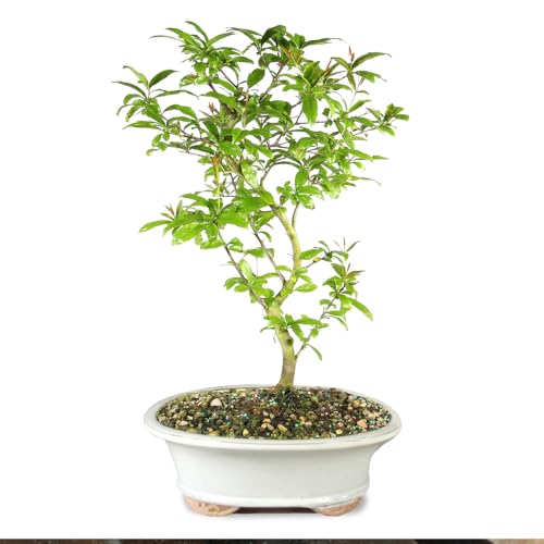 Brussel's Bonsai Live Dwarf Pomegranate Bonsai Tree - Large, 6 Year, 12 to 16 Inches Tall - Outdoor Live Bonsai Tree with Ceramic Bonsai Pot
