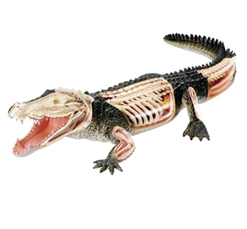 Modèle d'anatomie crocodile AMITD pour cours de biologie