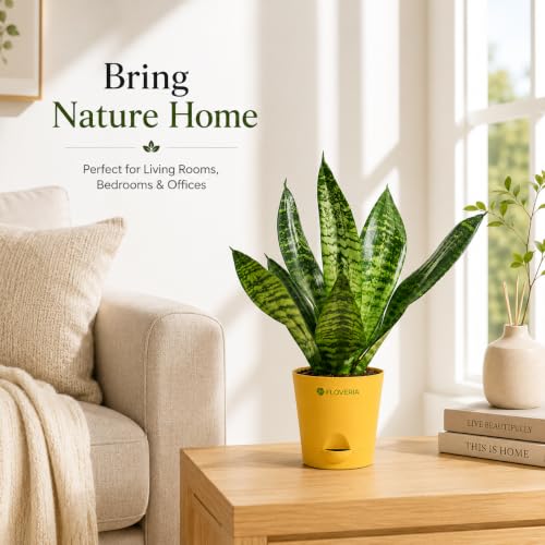 Image of Snake Plant Live Indoor with Pot | Air Purifying Indoor Plant | Low Maintenance House Plant for Home, Office & Bedroom | Sansevieria Live Plant for Home Decor & Gifting