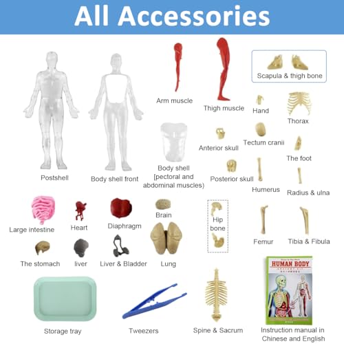 Image of PATPAT 32 Pieces DIY Human Body Model for Kids Assembly Human Skeleton Model for Kid Glow in The Dark Skeleton Educationa Toys Puzzle for Kids Educational Biology Class Tool for Kid Age 6+