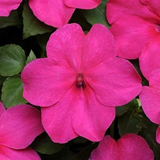 Outsidepride Impatiens Plant Rose Shade Garden Flower Plants for Pots, Hanging Baskets, Containers, Window Boxes - 100 Seeds