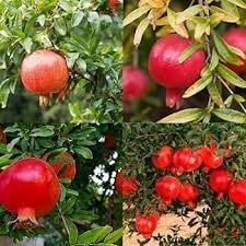 Super Bhagwa Anar Air Layering Plant - Dwarf Variety Punica Granatum Hybrid Pomegranate Fruit Live, Pack of 1 Plant-image-49