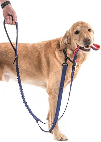 We For Dogs We Leash Two Handled 54 Inch Dog Leash (Under 40 Pounds)