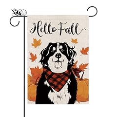 Fall Bernese Mountain