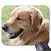 Produktbild Golden Retriever Pup Mouse Pad