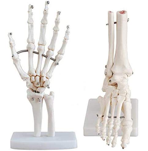 1:1 Fuß-Knöchel-Skelettmodell Mit Bändern – Anatomisch Genau, Aus PVC, Inkl. Standfuß Für Medizinunterricht Oder Praxis