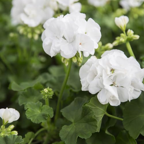 geranio giardino del balcone giardino selvatici perenni resistenti all'inverno semi esotici interni decorativi semi 75pcs