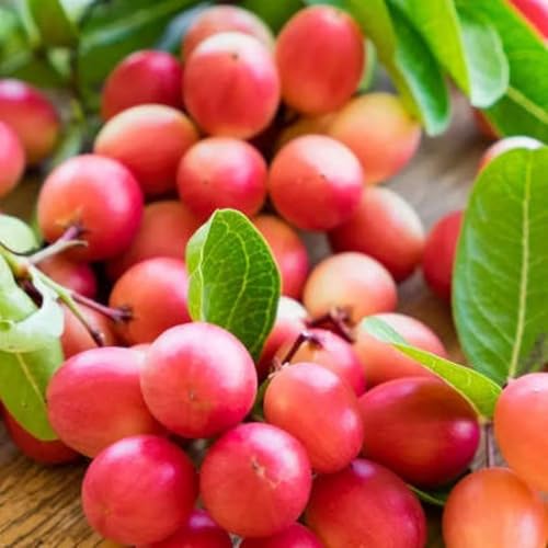 Image of Live Karonda Fruit Plant for Home Garden ? Outdoor, Healthy Live Plant ? Berry Shrub ? Easy to Grow ? Pack of 1