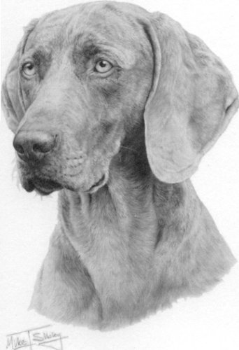 Weimaraner Dog - Mike Sibley Portrait Matted Art Card - 5 in x 7 in Design - 8 in x 10 in Matted