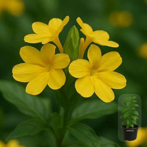 Image of Indian Gardens - Kanakambaram | Aboli | Priyadarsha | Flowering Crossandra | Pagoda Flower | firecracker flower | Live plant with pot (Yellow, 6 inchBlack)
