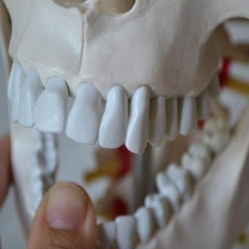 Modèle de tête de mort en 3 parties AMITD avec col flexible et base