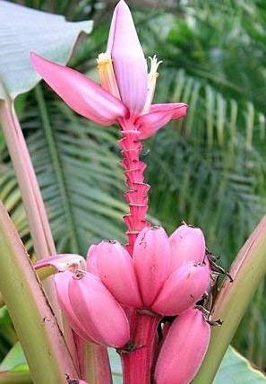 10 Semi di Velluto Banana Z2306 (Musa Velutina)