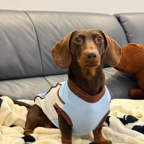Gilet rafraîchissant pour teckel chiot corgi protection UV été
