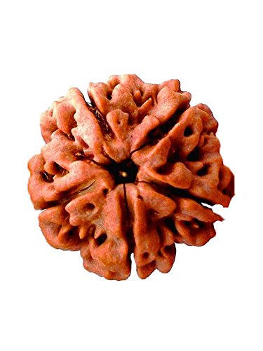Petrichor Nepali 5 Mukhi/5 Faced Brown Rudraksha with Certificate for Men and Women