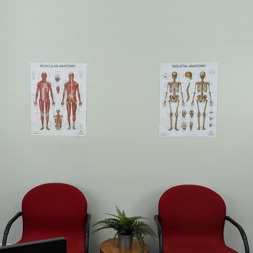 Image of Anatomy Lab Human Anatomy Poster Set | 2 Laminated Charts of Muscular & Skeletal Systems (17.3 inch x 22.5 inch), Perfect for Classroom