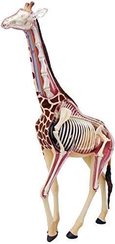 Amazon Co Jp キリン解剖学モデル 4dビジョンモデルキリン 体の27の器官を備えた医療解剖学動物モデル 医療教育モデル用 産業 研究開発用品