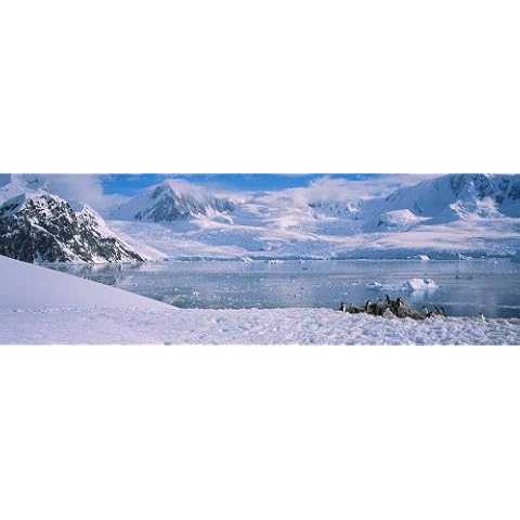 Walls 360 Gentoo Penguins Mural Cover