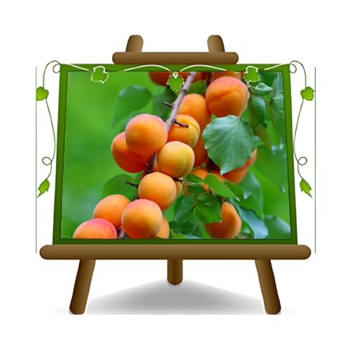 EURO PLANTS VIVAI Abricotier nain Plante fruitière Hauteur 60~80 cm. Âge 2 années pot 20 cm.