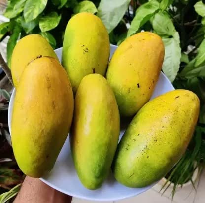 Cloud Farm Live Dasheri/Dashehari Mango Grafted Fruit Plant - Healthy Outdoor Plant CF_117