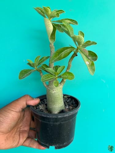 Image of Hybrid Adenium Live Plant - Mix Color | Desert Rose | Multi-Colored Blooms | Easy to Care For | Ideal for Indoor & Outdoor Decoration | Unique Sculptural Form (ARABICUM)