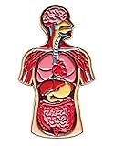 Pinsanity Human Anatomy Enamel Lapel Pin