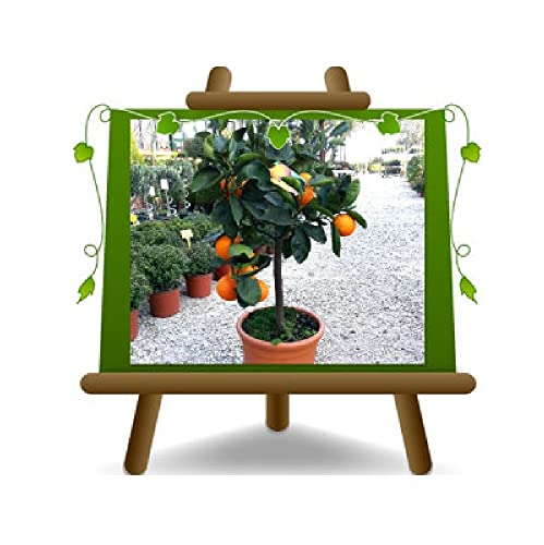 EURO PLANTS VIVAI Cítricos Naranja Navelina Planta A partir de Frutas Altura: 150 cm Jarrón: 26 cm