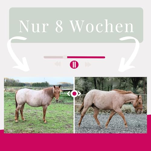 Pferd zu dick? So klappt’s mit dem Abnehmen – gesund, sanft & mit System cover art
