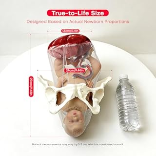 Modello di bacino per dimostrazione del parto Sezione pelvica femminile umana Gravidanza Feto anatomico/cordone ombelicale/placenta - Simulatore di parto per studio, esposizione
