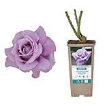 Verdecora Rosal Grandiflora Violeta Charles de Gaulle - Planta Natural con Flor - Rosa Perfumada de plantación…
