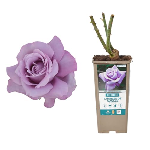 Verdecora Rosal Grandiflora Violeta Charles de Gaulle - Planta Natural con Flor - Rosa Perfumada de plantación…