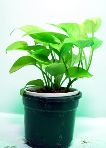 Image of Bigreen Plante Boys Live Money Plant Golden with Pot