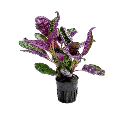 SubstrateSource Live Jungle Plants - Hemigraphis colorata (Hemigraphis sp.) - Low to Medium Light...