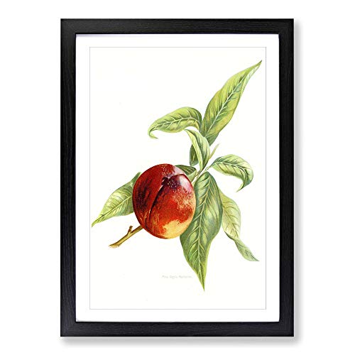 Big Box Art Vintage Peach Illustration of a Nectarine Framed Wall Art Picture Print Ready to Hang, Black A2 (62 x 45 cm)