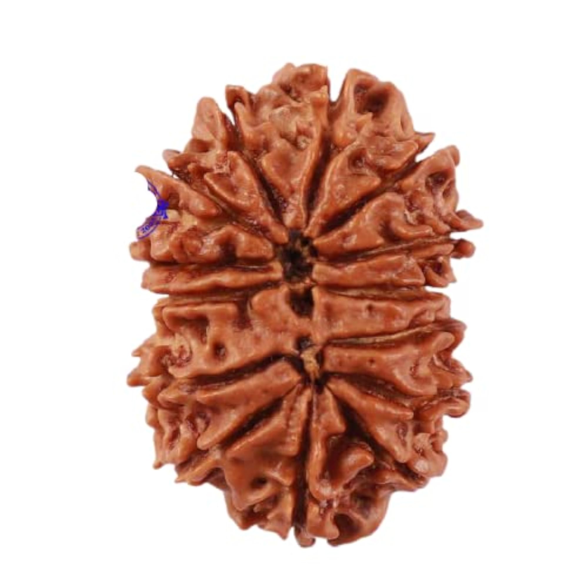 14 Mukhi Rudraksha Beads with Silver Capping, Certified