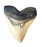 Megalodon Giant Shark Tooth (White)