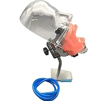 Amazon.co.jp: 歯の模型 歯科用ファントムヘッドモデル 上下顎 可換式