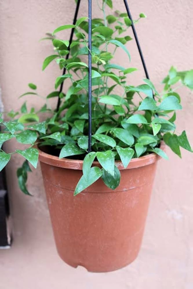 Amazon.co.jp: 観葉植物 スマイラックス（アスパラガス アルブス