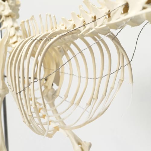 Image of NEW HORIZON Canine Skeleton Bone Model 19.3 inchx7.9 inchx13.8 inch Standard Size