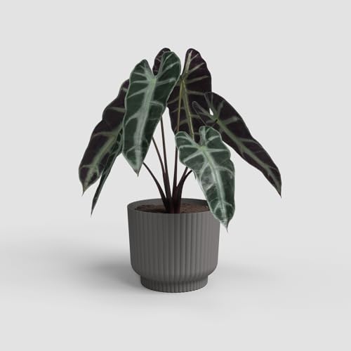 Artevasi Blumentopf Miami Wavy 16cm Anthrazit – eleganter Übertopf mit Wellenstruktur, mattem Finish – ideal als Pflanzkübel für Moderne Räume