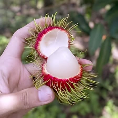 Image of Rambutan Fruit Plant Pack of 1 | Exotic Tropical Live Plant for Home Garden | High-Yield Sweet Fruit Tree for Balcony, Terrace, Outdoor Farming, Organic Gardening