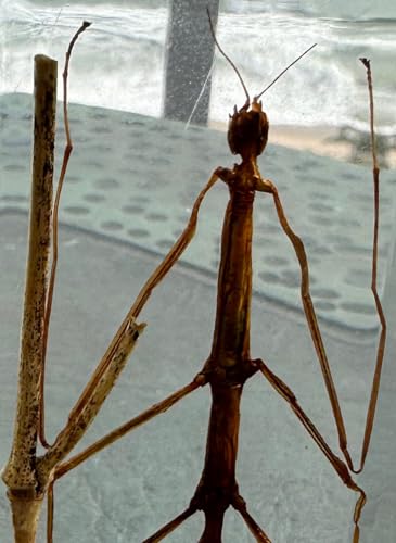 Image of 4.3 inch Real Stick Insect Phasmatodea Bug in Crystal Clear Lucite Resin Specimen Paperweight Preserved Various Animal Insect Bug Taxidermy Collection for Biology Science Education & Desk Ornament Display
