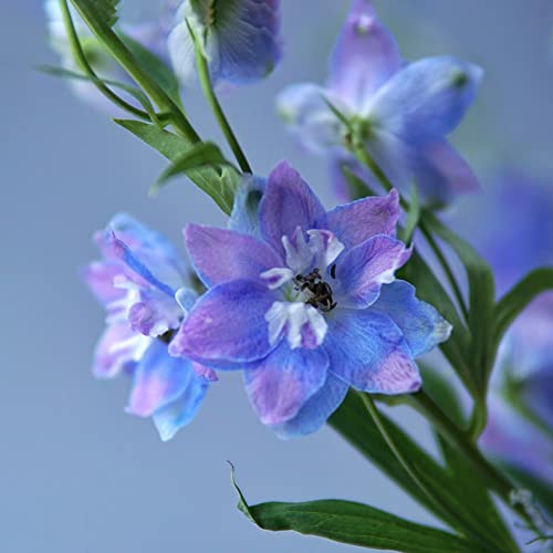 Rittersporn Samen 400 Lila Blumensamen Delphinium Bonsai Samen BlüTen...